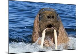 Walrus (Odobenus rosmarus) male in water, Vaygach Island, Arctic, Russia, July-Olga Kamenskaya-Mounted Photographic Print