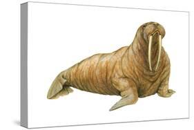 Walrus (Odobenus Rosmarus), Mammals-Encyclopaedia Britannica-Stretched Canvas