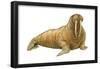 Walrus (Odobenus Rosmarus), Mammals-Encyclopaedia Britannica-Framed Poster