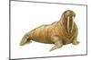 Walrus (Odobenus Rosmarus), Mammals-Encyclopaedia Britannica-Mounted Poster