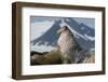 Walrus (Odobenus Rosmarus) Portrait, Svalbard, Norway. July-Ben Cranke-Framed Photographic Print