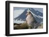 Walrus (Odobenus Rosmarus) Portrait, Svalbard, Norway. July-Ben Cranke-Framed Photographic Print