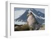 Walrus (Odobenus Rosmarus) Portrait, Svalbard, Norway. July-Ben Cranke-Framed Photographic Print