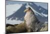 Walrus (Odobenus Rosmarus) Portrait, Svalbard, Norway. July-Ben Cranke-Mounted Photographic Print