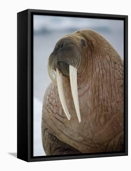 Walrus (Odobenus Rosmarus) Resting on Iceberg in Bjornbukta Bay, Edgeoya Island, Svalbard, Norway-Paul Souders-Framed Stretched Canvas