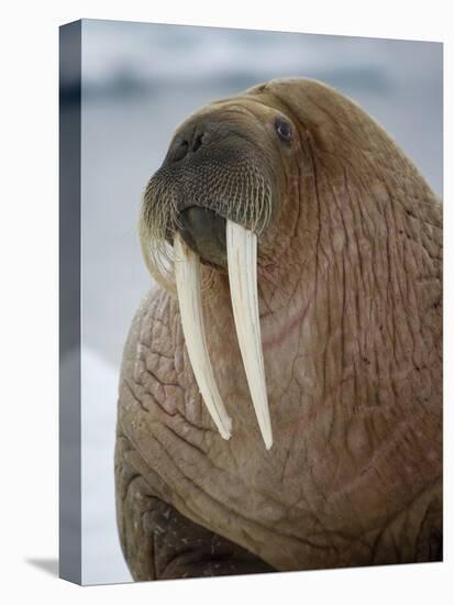 Walrus (Odobenus Rosmarus) Resting on Iceberg in Bjornbukta Bay, Edgeoya Island, Svalbard, Norway-Paul Souders-Stretched Canvas