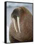 Walrus (Odobenus Rosmarus) Resting on Iceberg in Bjornbukta Bay, Edgeoya Island, Svalbard, Norway-Paul Souders-Framed Stretched Canvas