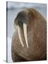 Walrus (Odobenus Rosmarus) Resting on Iceberg in Bjornbukta Bay, Edgeoya Island, Svalbard, Norway-Paul Souders-Stretched Canvas