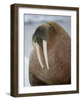 Walrus (Odobenus Rosmarus) Resting on Iceberg in Bjornbukta Bay, Edgeoya Island, Svalbard, Norway-Paul Souders-Framed Photographic Print