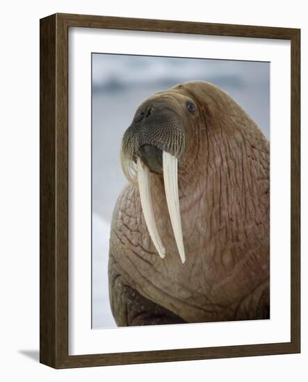 Walrus (Odobenus Rosmarus) Resting on Iceberg in Bjornbukta Bay, Edgeoya Island, Svalbard, Norway-Paul Souders-Framed Photographic Print