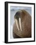 Walrus (Odobenus Rosmarus) Resting on Iceberg in Bjornbukta Bay, Edgeoya Island, Svalbard, Norway-Paul Souders-Framed Photographic Print