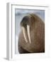 Walrus (Odobenus Rosmarus) Resting on Iceberg in Bjornbukta Bay, Edgeoya Island, Svalbard, Norway-Paul Souders-Framed Photographic Print