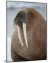 Walrus (Odobenus Rosmarus) Resting on Iceberg in Bjornbukta Bay, Edgeoya Island, Svalbard, Norway-Paul Souders-Mounted Photographic Print