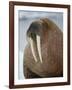 Walrus (Odobenus Rosmarus) Resting on Iceberg in Bjornbukta Bay, Edgeoya Island, Svalbard, Norway-Paul Souders-Framed Photographic Print