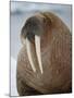 Walrus (Odobenus Rosmarus) Resting on Iceberg in Bjornbukta Bay, Edgeoya Island, Svalbard, Norway-Paul Souders-Mounted Photographic Print