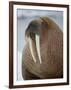 Walrus (Odobenus Rosmarus) Resting on Iceberg in Bjornbukta Bay, Edgeoya Island, Svalbard, Norway-Paul Souders-Framed Photographic Print