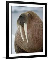 Walrus (Odobenus Rosmarus) Resting on Iceberg in Bjornbukta Bay, Edgeoya Island, Svalbard, Norway-Paul Souders-Framed Photographic Print