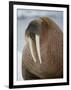 Walrus (Odobenus Rosmarus) Resting on Iceberg in Bjornbukta Bay, Edgeoya Island, Svalbard, Norway-Paul Souders-Framed Photographic Print