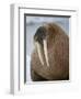 Walrus (Odobenus Rosmarus) Resting on Iceberg in Bjornbukta Bay, Edgeoya Island, Svalbard, Norway-Paul Souders-Framed Photographic Print