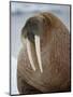 Walrus (Odobenus Rosmarus) Resting on Iceberg in Bjornbukta Bay, Edgeoya Island, Svalbard, Norway-Paul Souders-Mounted Photographic Print