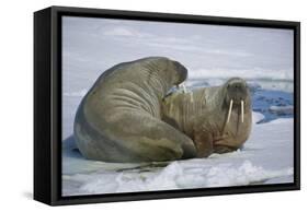 Walrus on an Ice Floe-DLILLC-Framed Stretched Canvas