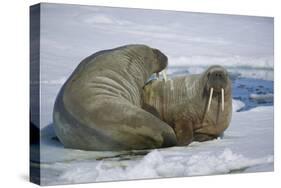 Walrus on an Ice Floe-DLILLC-Stretched Canvas