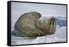 Walrus on an Ice Floe-DLILLC-Framed Stretched Canvas
