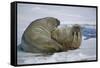 Walrus on an Ice Floe-DLILLC-Framed Stretched Canvas