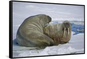 Walrus on an Ice Floe-DLILLC-Framed Stretched Canvas