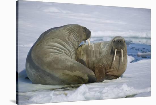 Walrus on an Ice Floe-DLILLC-Stretched Canvas