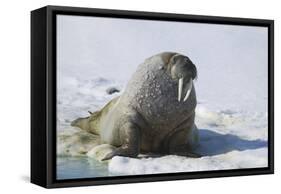 Walrus on an Ice Floe-DLILLC-Framed Stretched Canvas