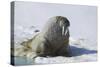 Walrus on an Ice Floe-DLILLC-Stretched Canvas