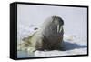 Walrus on an Ice Floe-DLILLC-Framed Stretched Canvas