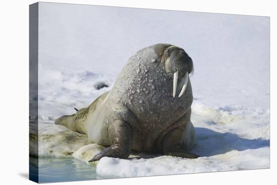 Walrus on an Ice Floe-DLILLC-Stretched Canvas