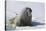 Walrus on an Ice Floe-DLILLC-Stretched Canvas