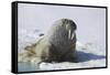 Walrus on an Ice Floe-DLILLC-Framed Stretched Canvas