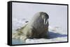 Walrus on an Ice Floe-DLILLC-Framed Stretched Canvas