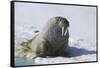 Walrus on an Ice Floe-DLILLC-Framed Stretched Canvas