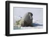 Walrus on an Ice Floe-DLILLC-Framed Premium Photographic Print