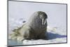 Walrus on an Ice Floe-DLILLC-Mounted Premium Photographic Print