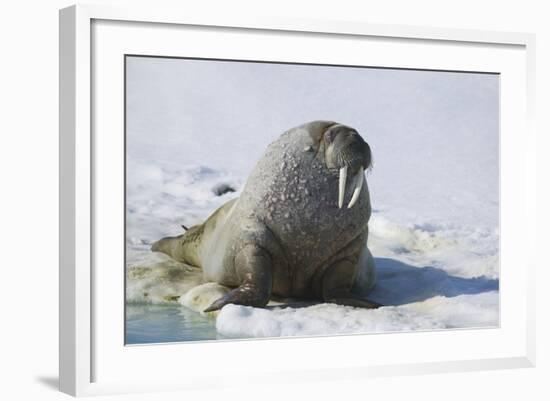 Walrus on an Ice Floe-DLILLC-Framed Photographic Print