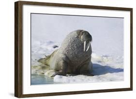 Walrus on an Ice Floe-DLILLC-Framed Photographic Print