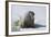 Walrus on an Ice Floe-DLILLC-Framed Photographic Print