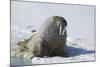 Walrus on an Ice Floe-DLILLC-Mounted Photographic Print