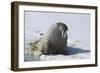 Walrus on an Ice Floe-DLILLC-Framed Photographic Print