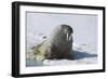 Walrus on an Ice Floe-DLILLC-Framed Photographic Print