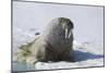 Walrus on an Ice Floe-DLILLC-Mounted Photographic Print
