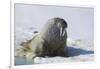 Walrus on an Ice Floe-DLILLC-Framed Photographic Print