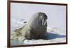 Walrus on an Ice Floe-DLILLC-Framed Photographic Print