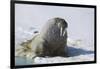 Walrus on an Ice Floe-DLILLC-Framed Photographic Print